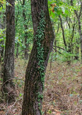 A vine crawls up the trunk of a tree in George Washington Carver NM