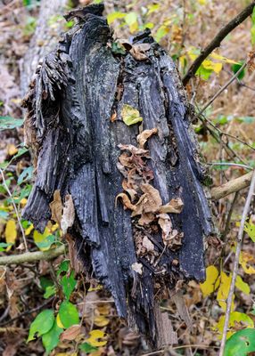 Dried leaves collect in the trunk of a dead tree in George Washington Carver NM