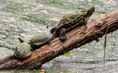 Turtles sun themselves on a tree trunk in Williams Pond in George Washington Carver NM