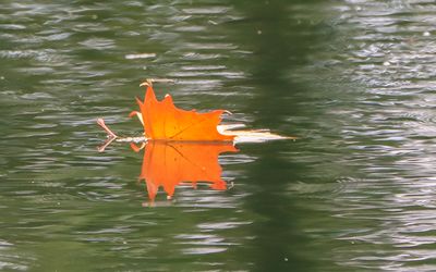 A floating leaf reflected in Williams Pond in George Washington Carver NM