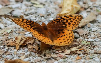 A butterfly on the ground in George Washington Carver NM