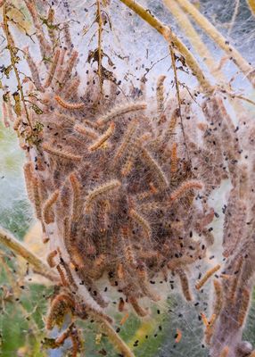 A nest of silk worms in George Washington Carver NM