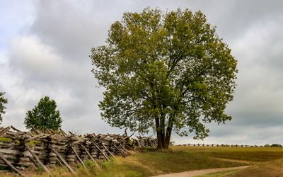 Large tree and a split-rail fence leading to the Ray House in Wilsons Creek NB