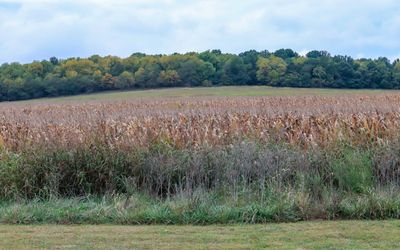 The Sharp Cornfield in Wilsons Creek NB