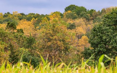 Leaves turning along Wilsons Creek in Wilsons Creek NB