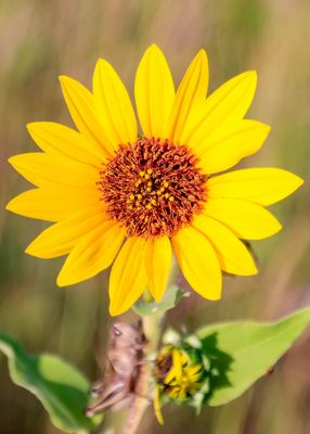Blooming flower on the plains in Tallgrass Prairie National Preserve