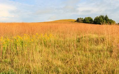 Grasslands and a cluster of trees in Tallgrass Prairie National Preserve