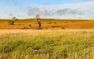 Grasses sway in the winds on the plains in Tallgrass Prairie National Preserve