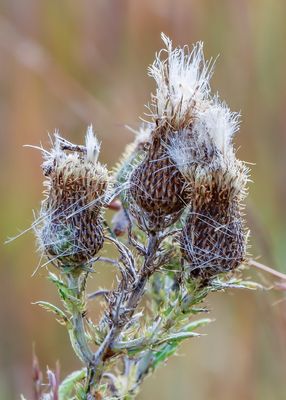 Thistle plant goes to seed on the plains in Tallgrass Prairie National Preserve