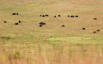 The range dotted with bison in Tallgrass Prairie National Preserve