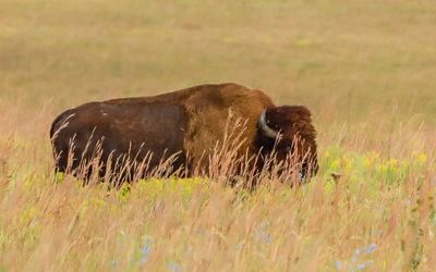 A bison stands in the grass in Tallgrass Prairie National Preserve