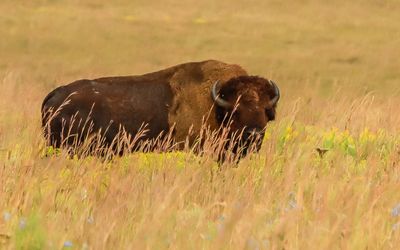 Large bison on the plains in Tallgrass Prairie National Preserve