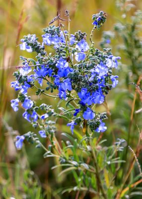 Flowers booming on the plains in Tallgrass Prairie National Preserve