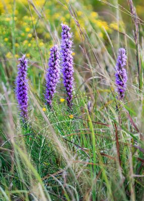 Flowers bloom amongst the grasses in Tallgrass Prairie National Preserve