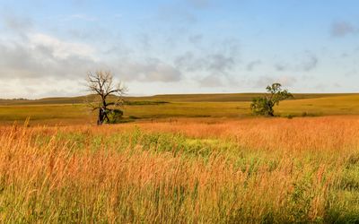 Dead tree and the tallgrasses on the prairie in Tallgrass Prairie National Preserve