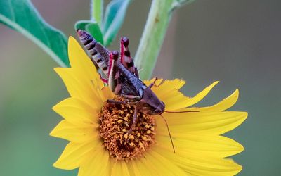 Large grasshopper on a flower in Tallgrass Prairie National Preserve