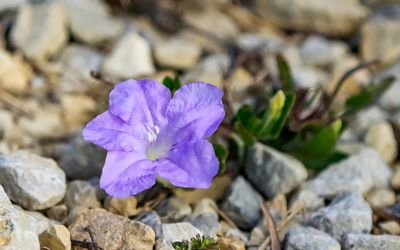 Small flower on the ground in Tallgrass Prairie National Preserve