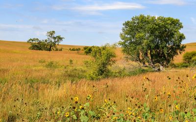 Trees among the grasses in Tallgrass Prairie National Preserve