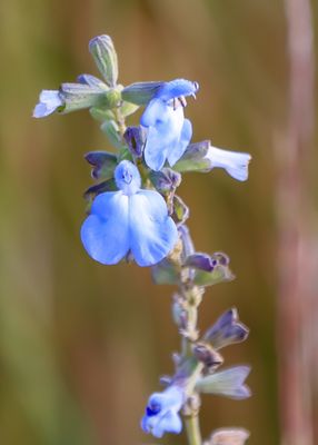 A flower on the plains in Tallgrass Prairie National Preserve