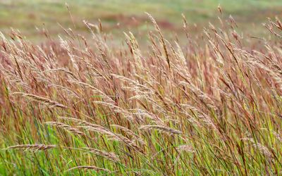 The grasses sway in the wind in Tallgrass Prairie National Preserve