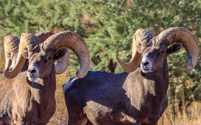 A pair of male bighorn sheep in Valley of Fire SP