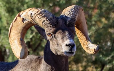 Male bighorn sheep in Valley of Fire SP