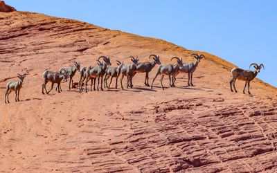 A herd of bighorn sheep crosses a sandstone formation in Valley of Fire SP