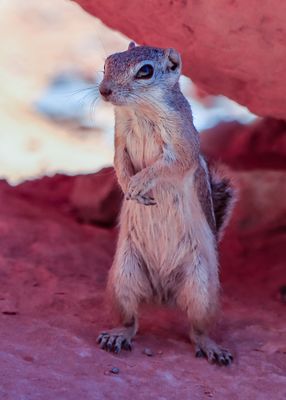 White-tailed Antelope Ground Squirrel in Valley of Fire SP
