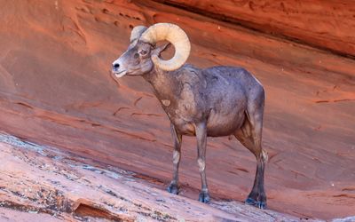 A male bighorn sheep near Atlatl Rock in Valley of Fire SP
