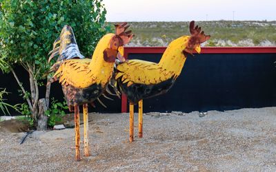 Large metal chickens at the Hilltop RV Park in Ft. Stockton, Texas