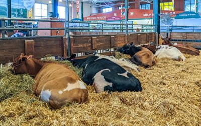 Cattle in their stalls at the Minnesota State Fair, Saint Paul