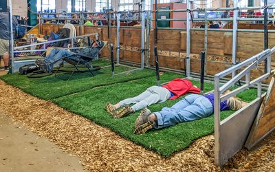 Cattle tenders sleeping in their stalls at the Minnesota State Fair, Saint Paul