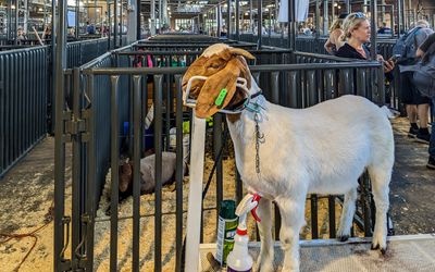Goat getting prepped for show at the Minnesota State Fair, Saint Paul