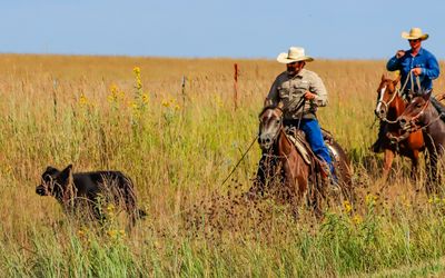 Cowboys round up a stray calf along the side of the road in the middle of Kansas
