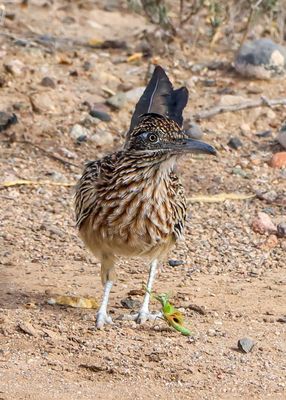 Praying mantis makes its last stand before a roadrunner in the Verde Ranch RV Resort in Camp Verde, Arizona