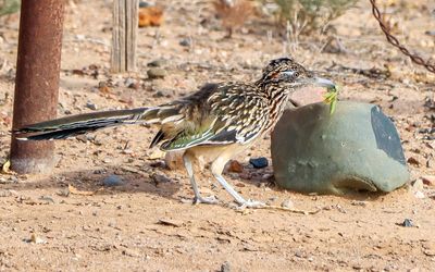 Roadrunner secures its meal in the Verde Ranch RV Resort in Camp Verde, Arizona