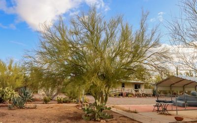The hummingbird nesting Palo Verde tree