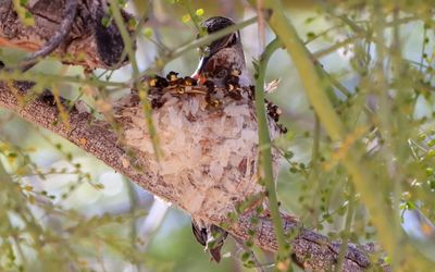 March 11 - Mother on the edge of the nest feeding a chick