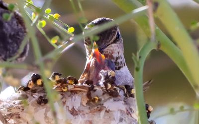 March 11 - Mother feeds a chick