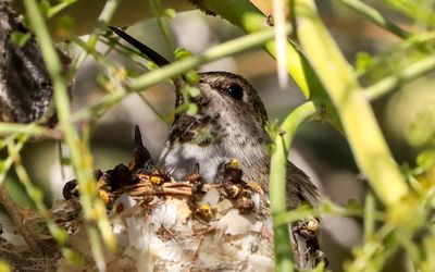 March 13  Hummingbird mother sits on her nest