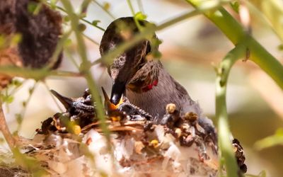 March 17  Mother feeds her remaining chick