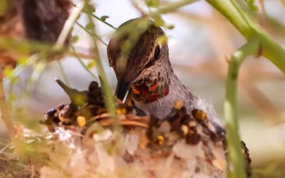 March 17  Chick being fed by its mother
