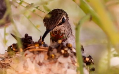 March 17  Mother hummingbird tending to her chick