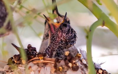 March 19  Mother arrives at the nest to feed her hungry chick