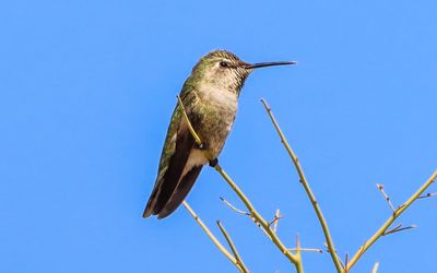 March 22  Mother Annas Hummingbird in a nearby tree