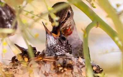 March 22  Growing chick is fed by its mother