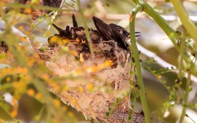 March 27  Growing chick sits on top of the nest