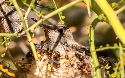 March 28  Maturing chick fills the nest