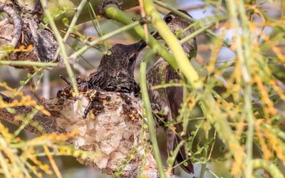 March 29  Mother jumps up to the nest for feeding time