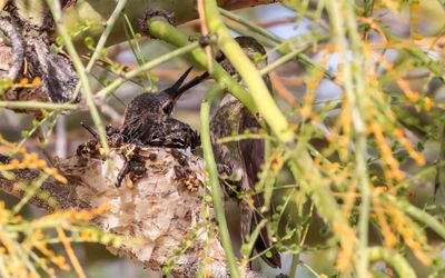 March 29  Chick is fed by its mother